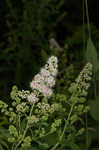 White meadowsweet